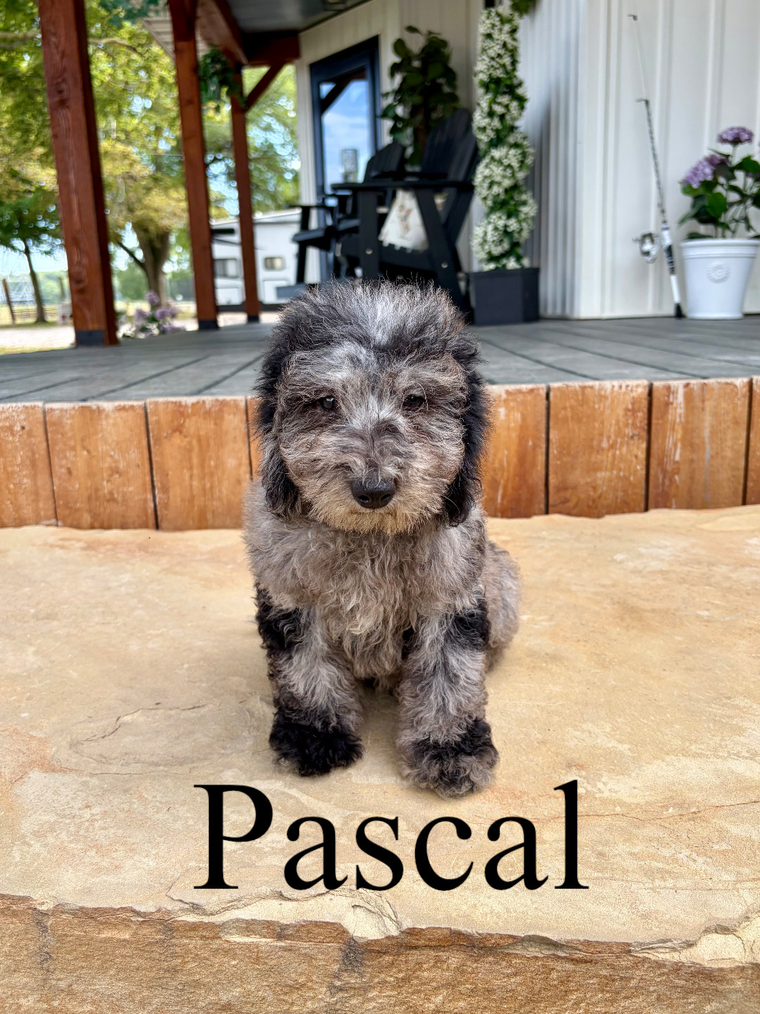 Pascal  1